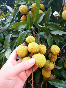 端午節(jié)粽子免費(fèi)吃！松山湖生態(tài)園團(tuán)建野炊粽子荔枝免費(fèi)送